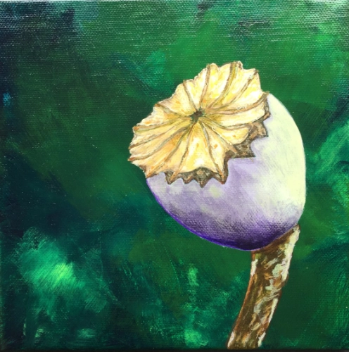 Papaver | Jeannette Ruijgrok